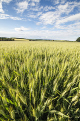 Wide angle to wheat field