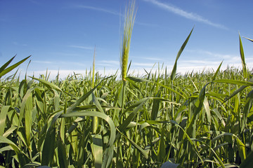 Obraz premium wheat field