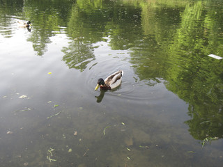 Duck in the pond