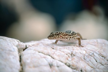 Gecko lizard on rocks 