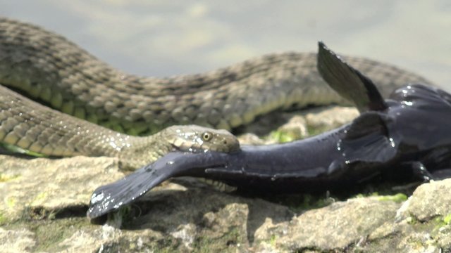Snake River Natrix holds a river fish monkey goby in teeth on stones near water, Central Europe