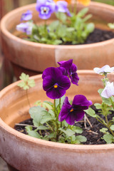 Purple and lilac pansies