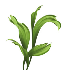 creative foliage, illustration of green grass and leaves isolated on white background