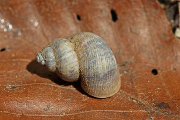 Schöne Landdeckelschnecke (Pomatias elegans) 