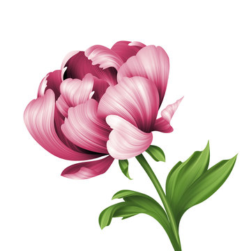 Fototapeta pink peony flower and green curly leaves illustration, isolated on white background