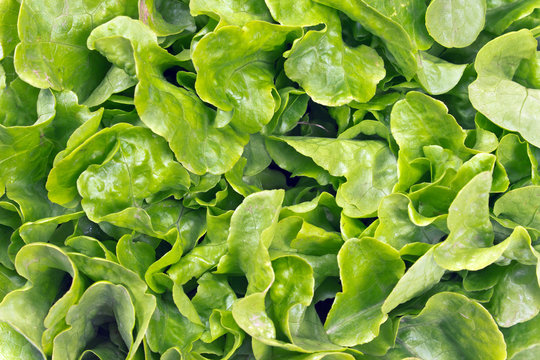 Fresh oak leaf lettuce as background