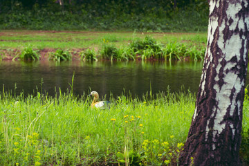 Obraz na płótnie Canvas duck in the grass on a background of the pond.