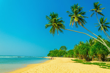 Exotic sandy beach with high palm trees 