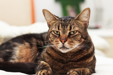 Tabby cat
