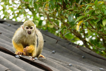 Squirrel monkey looking at you