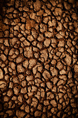 Cracked earth in dry desert
