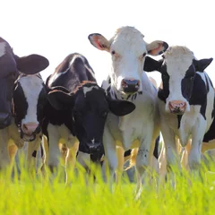 Küchenrückwand glas motiv Kuh Holstein dairy cows in a pasture