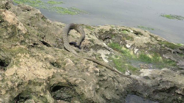 Snake River Natrix holds a river fish monkey goby in teeth on stones near water, Central Europe