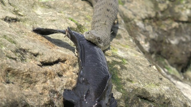 Snake River Natrix holds a river fish monkey goby in teeth on stones near water, Central Europe
