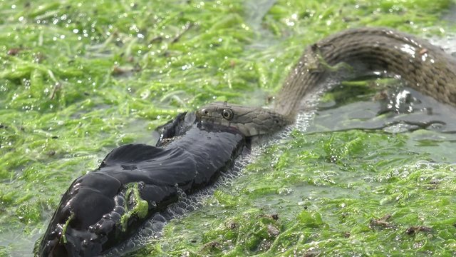 Snake River Natrix reptile head swallowed river goby fish
