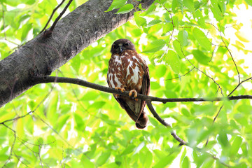 Northern Boobook (Ninox japonica) in Japan
