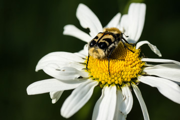 Gebänderter Pinselkäfer