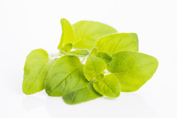 Twig of oregano on a white background