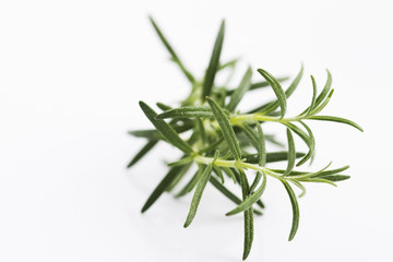 Twig of rosemary on a white background