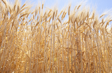 Low angle barley field