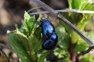 Paarende grünblaue Blattkäfer