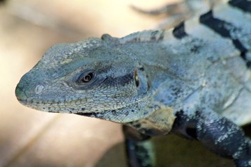 Obraz premium Iguana at Playa del Carmen