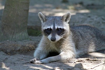 Raccoon, xcaret playa del carmen 