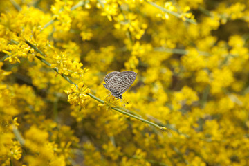 Zebra Blue butterfly or Leptotes pirithous