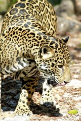 Jaguar, Xcaret riviera maya