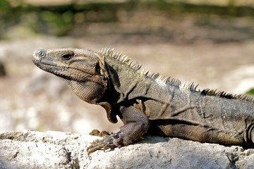lizard sunbathing, mexico riviera maya