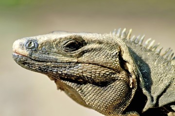 Iguana, riviera maya Mexico