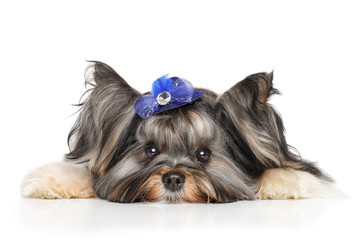 Biewer Yorkshire terrier