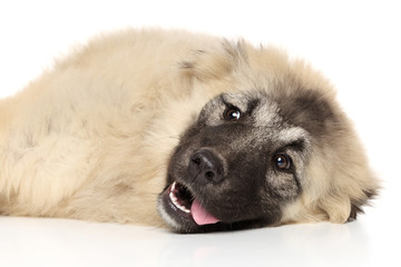Caucasian shepherd resting