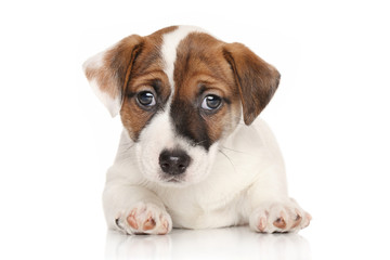 Obraz premium Jack Russell terrier puppy on white background