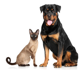 Cat and dog in front of white background