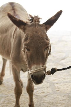 Donkey in Xcaret, Mexico