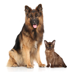 Dog and Cat together