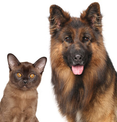 Cat and Dog close-up isolated