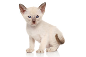 Obraz premium Oriental kitten