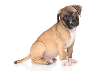 Staffordshire terrier puppy