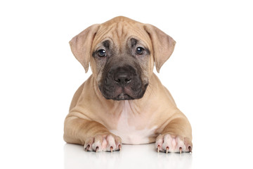 Staffordshire terrier puppy lying on white background