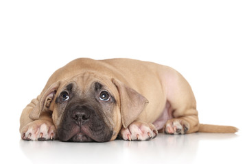 American Staffordshire terrier puppy