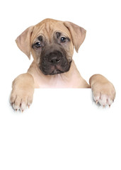 Staffordshire terrier puppy above banner