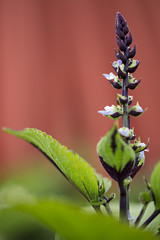 Obraz premium Digiplexis flower