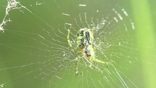 Spider Araneae Insect Sitting In Web, Macro