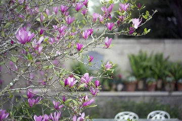Crédence de cuisine en verre imprimé Magnolia Garden - Magnolia with potted plants