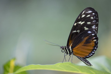 Fototapeta na wymiar Tiger Longwing butterfly - Heliconius hecale