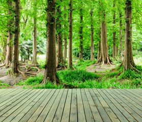 Obraz premium Wooden floor and fir tree Landscape