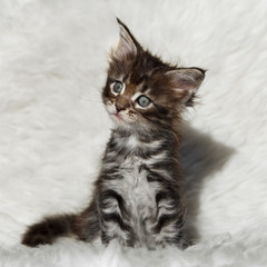 Small gray maine coon kitten on white background