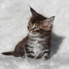 Small gray maine coon kitten on white background